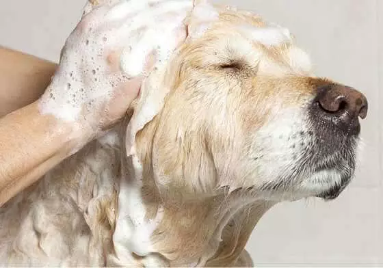 Banho e Tosa Gato Mais Próximo Artur Alvim - Banho e Tosa em Gatos