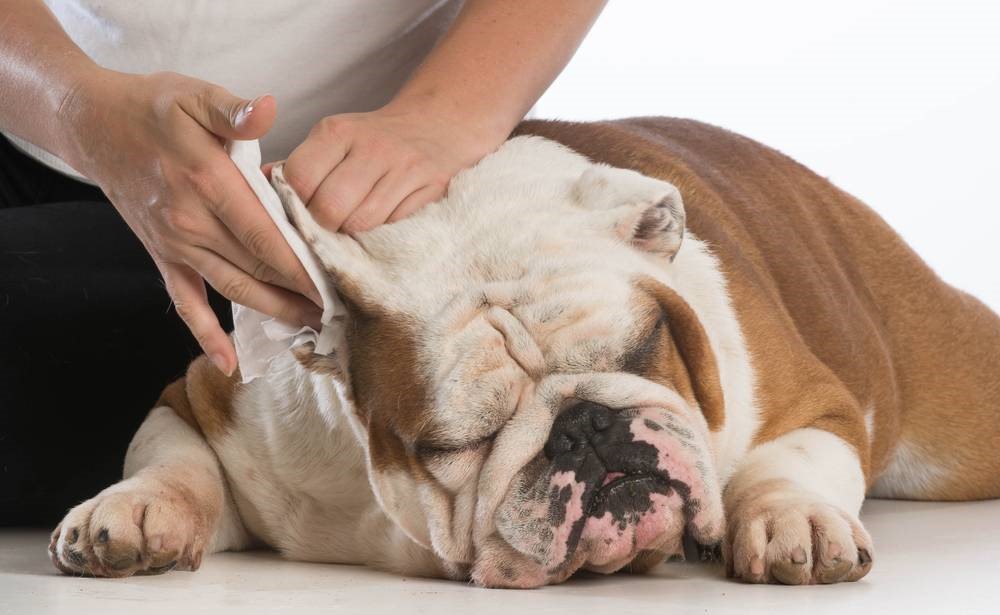 Onde Fazer Banho e Tosa Perto de Mim Vila São Francisco - Pet Shop Perto de Mim  Banho e Tosa - Polovet - Centro Veterinário Clínica Veterinária no Brooklin