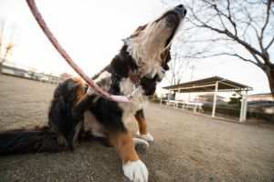 Alergia em cães - 3