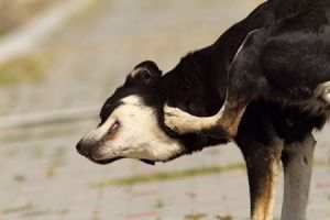 Coceira em Cães