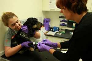 Exame de sangue em cães - 2