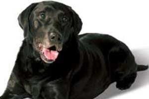 Mastocitoma em Cães