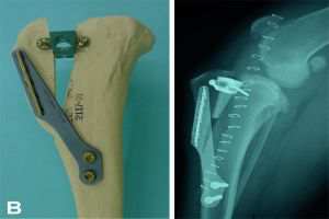 Ruptura de Ligamento em Cães - 2