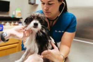 Veterinário 24 Horas em Santo Amaro - 2